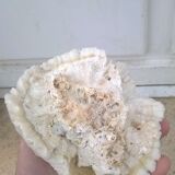 Corail blanc cerveau