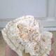 Corail blanc cerveau