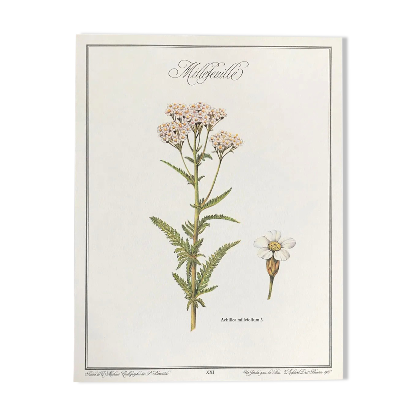 Botanical plate the Millefeuille