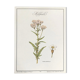 Planche botanique le Millefeuille
