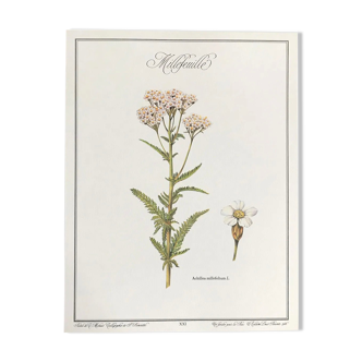 Planche botanique le Millefeuille