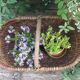 Old large Burgundy wicker basket