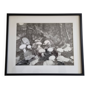 Photographie argentique - champignons