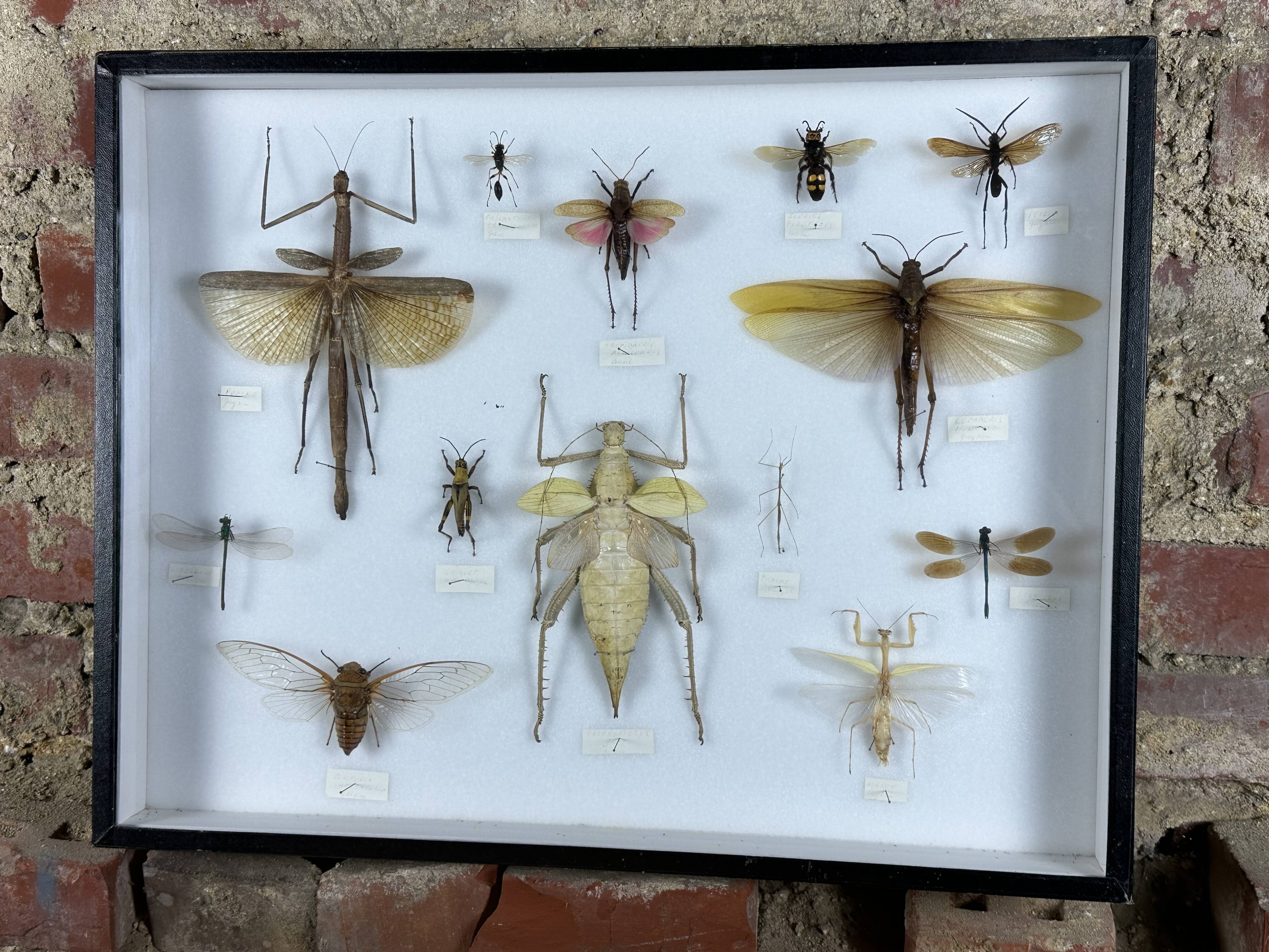 Old entomological insect frame 13 species