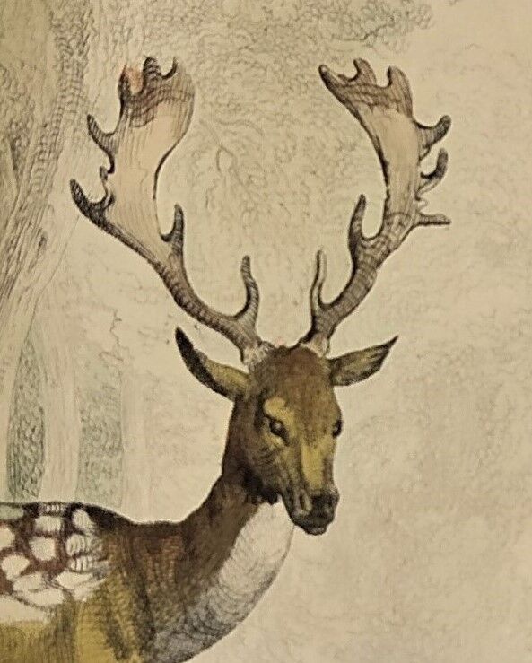 Original zoological plate of 1839 " Deer, Deer,.... "