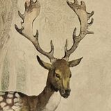 Original zoological plate of 1839 " Deer, Deer,.... "