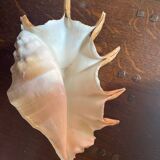 Conch shell