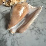 Shells lot or detail, Strombus Lobatus Peruvianus