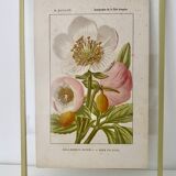 Planche Botanique