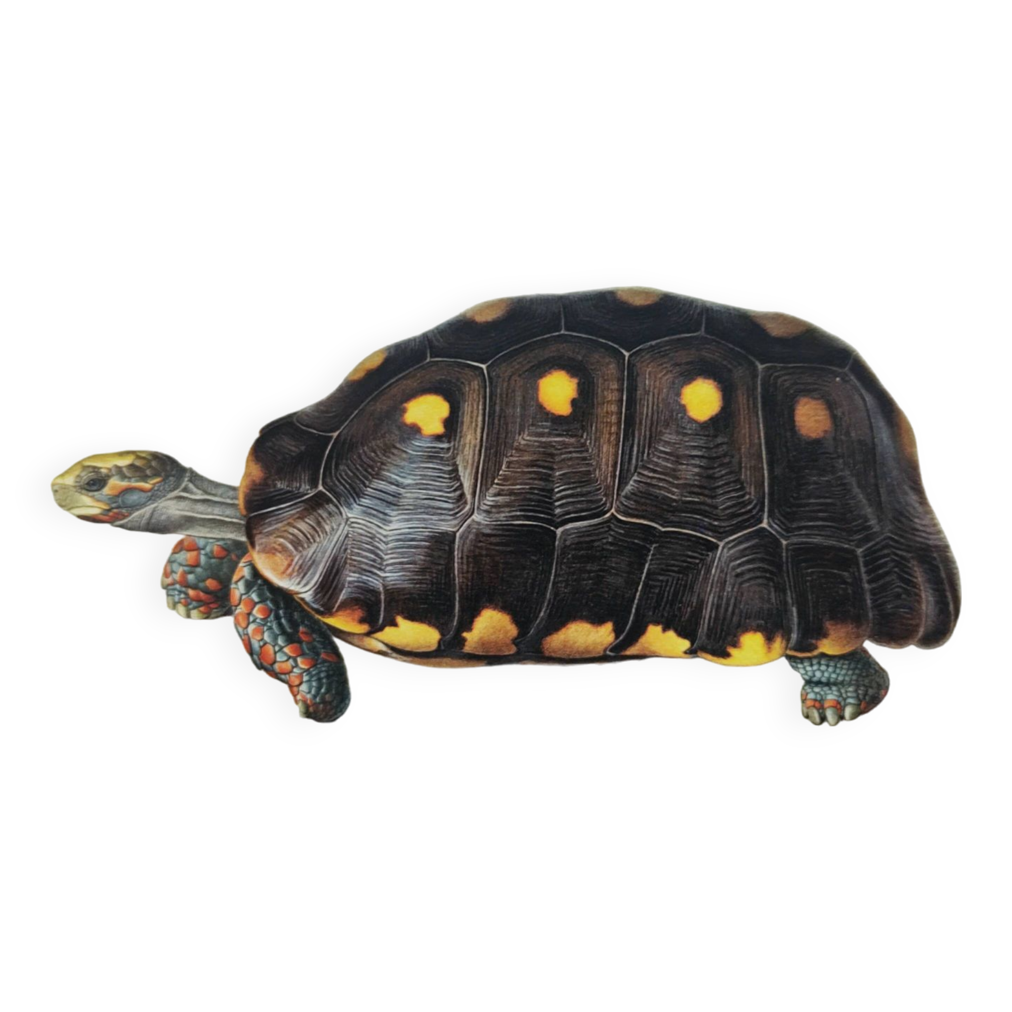 Old board - Sable turtle - Zoological illustration of vintage reptiles from 1970