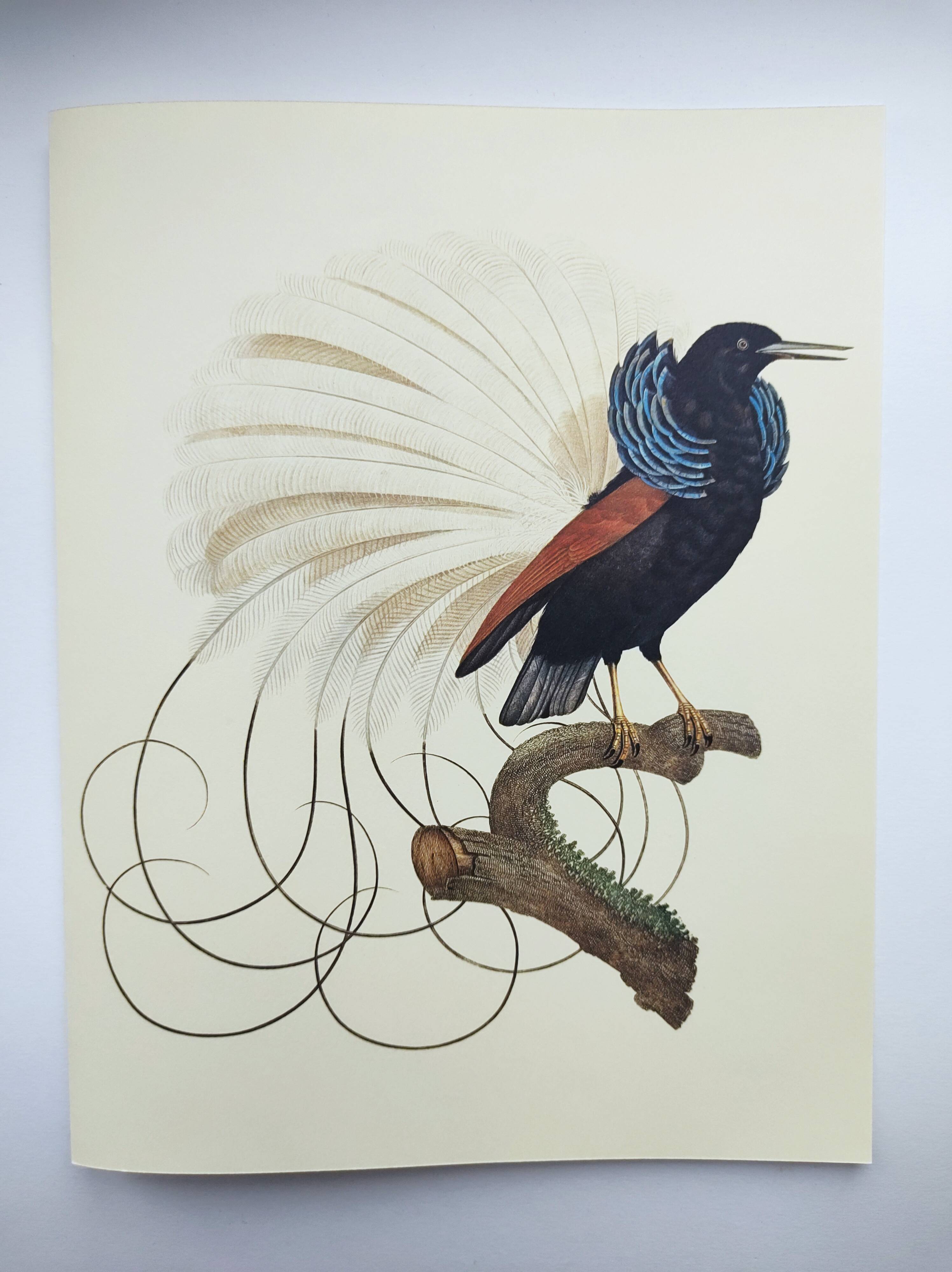 Antique plate - 12-line manuscript - Zoological illustration of birds