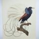 Planche ancienne -Manucode à 12 filets- Illustration zoologique oiseaux