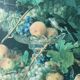 Still life, oil on framed canvas.