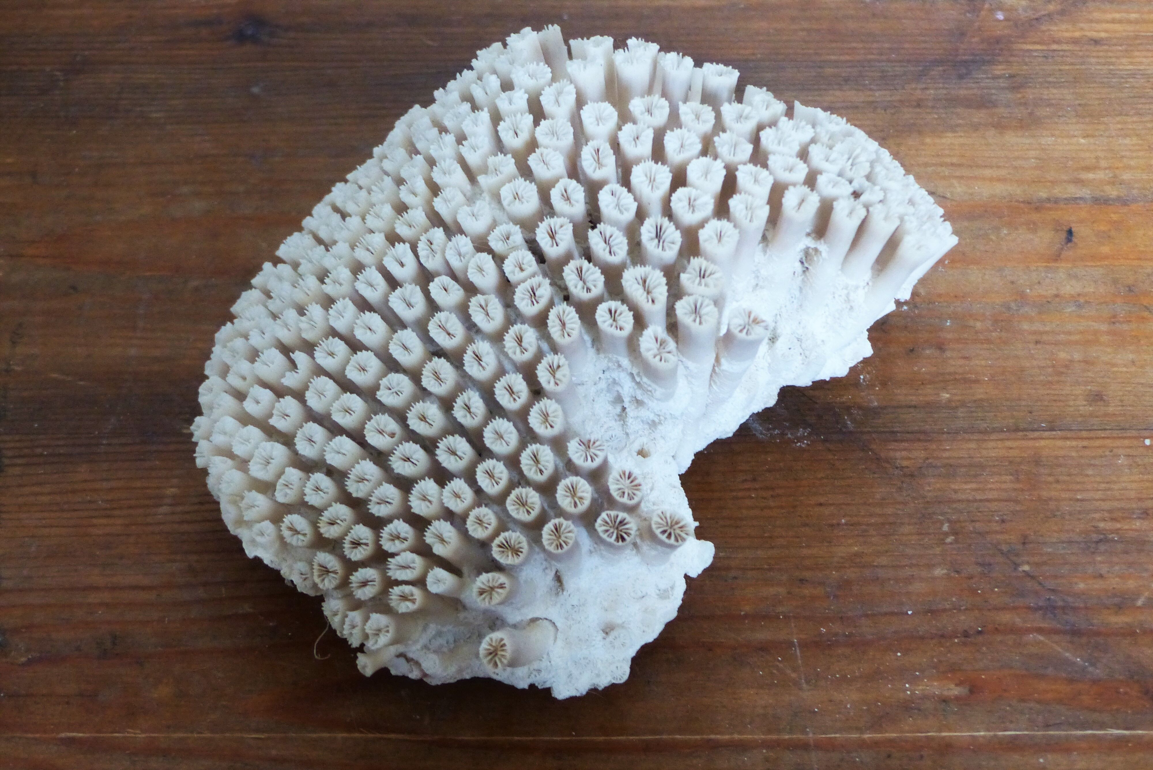 Ancient white coral