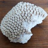 Ancient white coral
