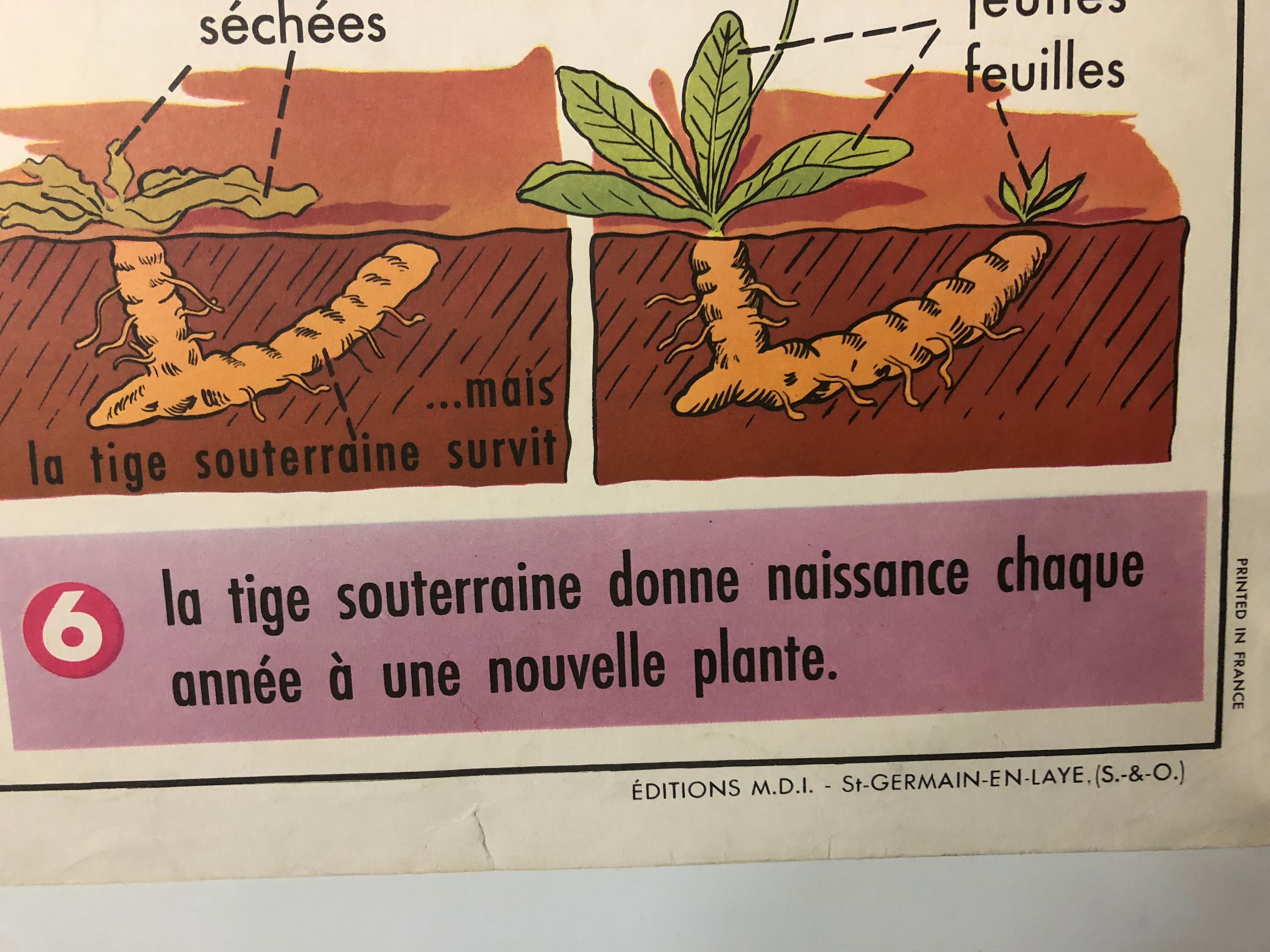 School vintage poster the primrose and the bird and its nest