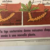 School vintage poster the primrose and the bird and its nest