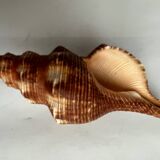 Filifusus shell