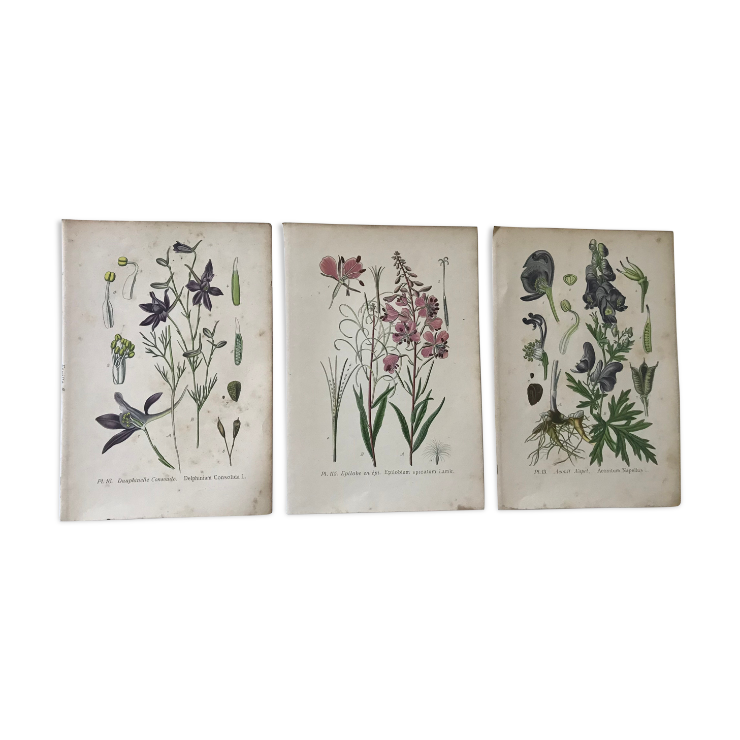 Botanical plates NINETEENTH