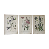 Botanical plates NINETEENTH
