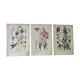 Botanical plates NINETEENTH
