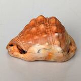 Red Helmet Shell or Bull's Mouth Helmet (Cypraecassis rufa)