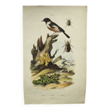 Gravure ancienne de 1838 -Oiseau Traquet - Planche coloriée à la main zoologique et botanique