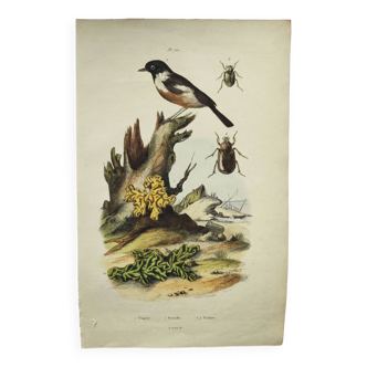 Gravure ancienne de 1838 -Oiseau Traquet - Planche coloriée à la main zoologique et botanique