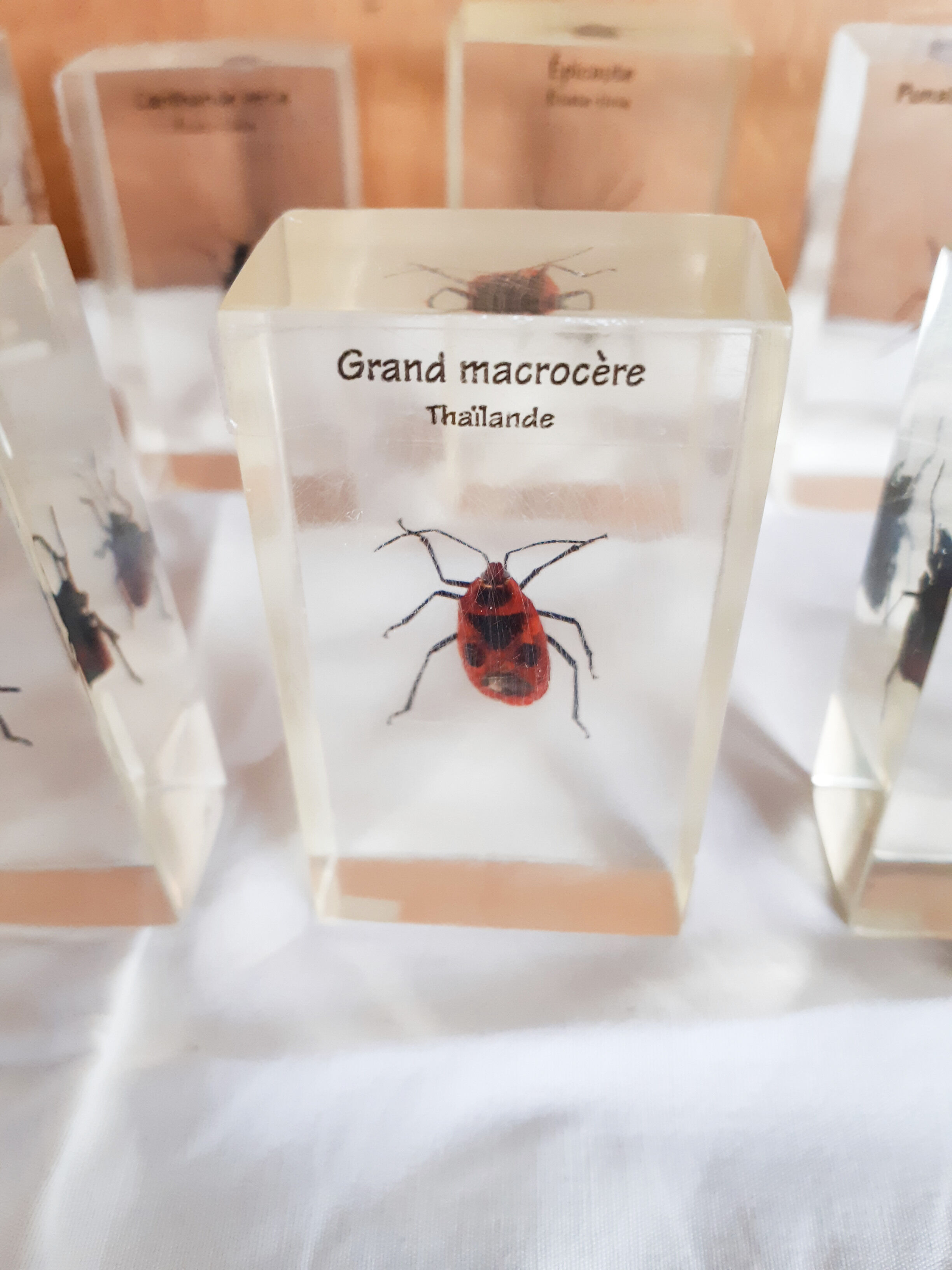 Lot de 10 véritables insectes en inclusion de résine