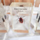 Lot de 10 véritables insectes en inclusion de résine
