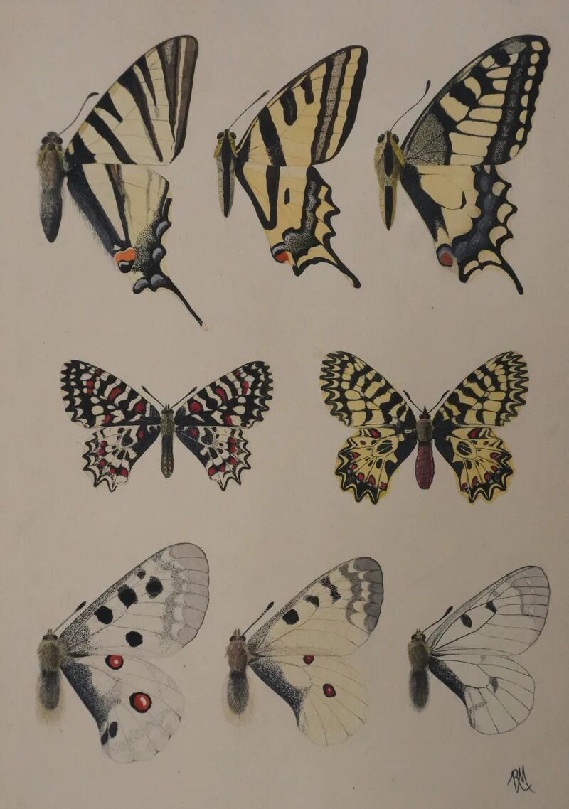 Roger metaye: yellow, black and white butterflies, original signed watercolour.