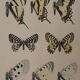 Roger metaye: yellow, black and white butterflies, original signed watercolour.