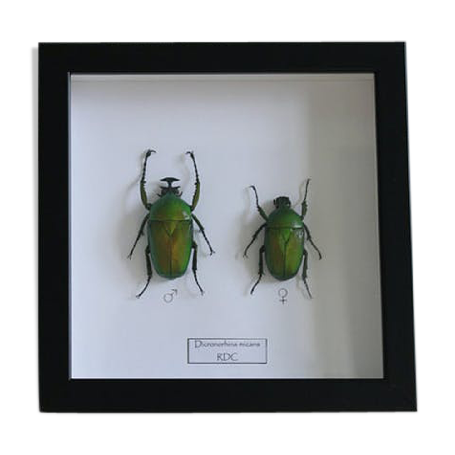 Couple of dicronorhina micans