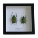 Couple of dicronorhina micans