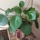 Copper pot cover
