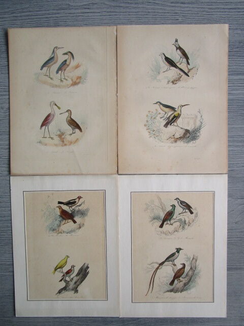 Set of 4 engravings of old birds to frame