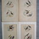 Set of 4 engravings of old birds to frame