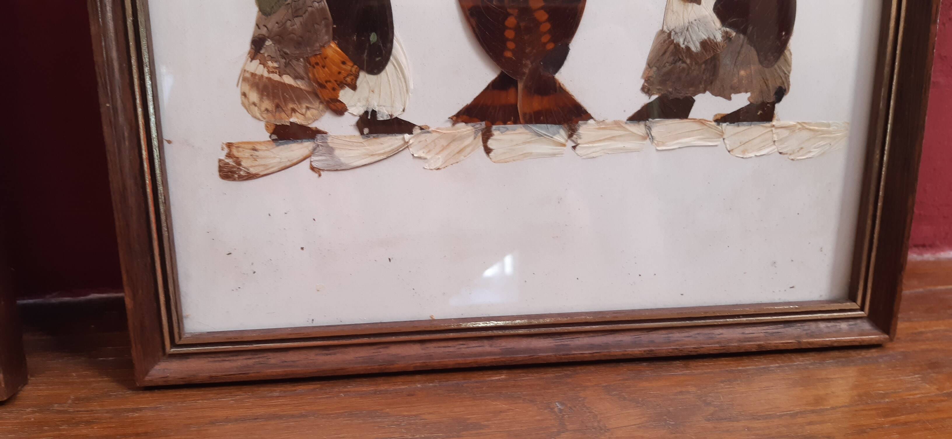 Set of 2 butterfly wing paintings