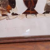 Set of 2 butterfly wing paintings