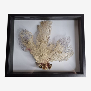 Coral branch old fan, under glass, 50 cm
