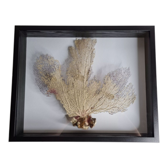 Coral branch old fan, under glass, 50 cm