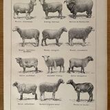 Lithograph of sheep - 1920
