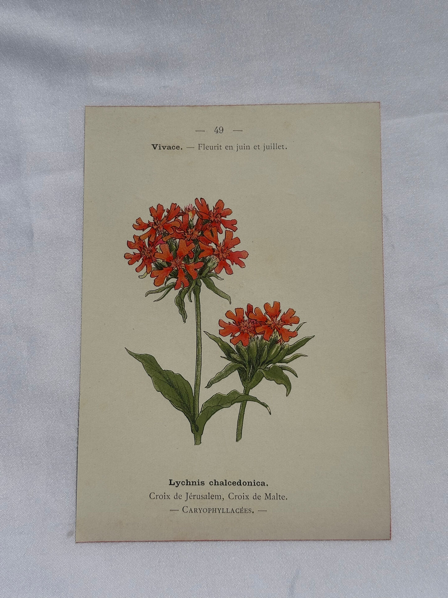 Botanical plate engraving flower 1800 double-sided coloured