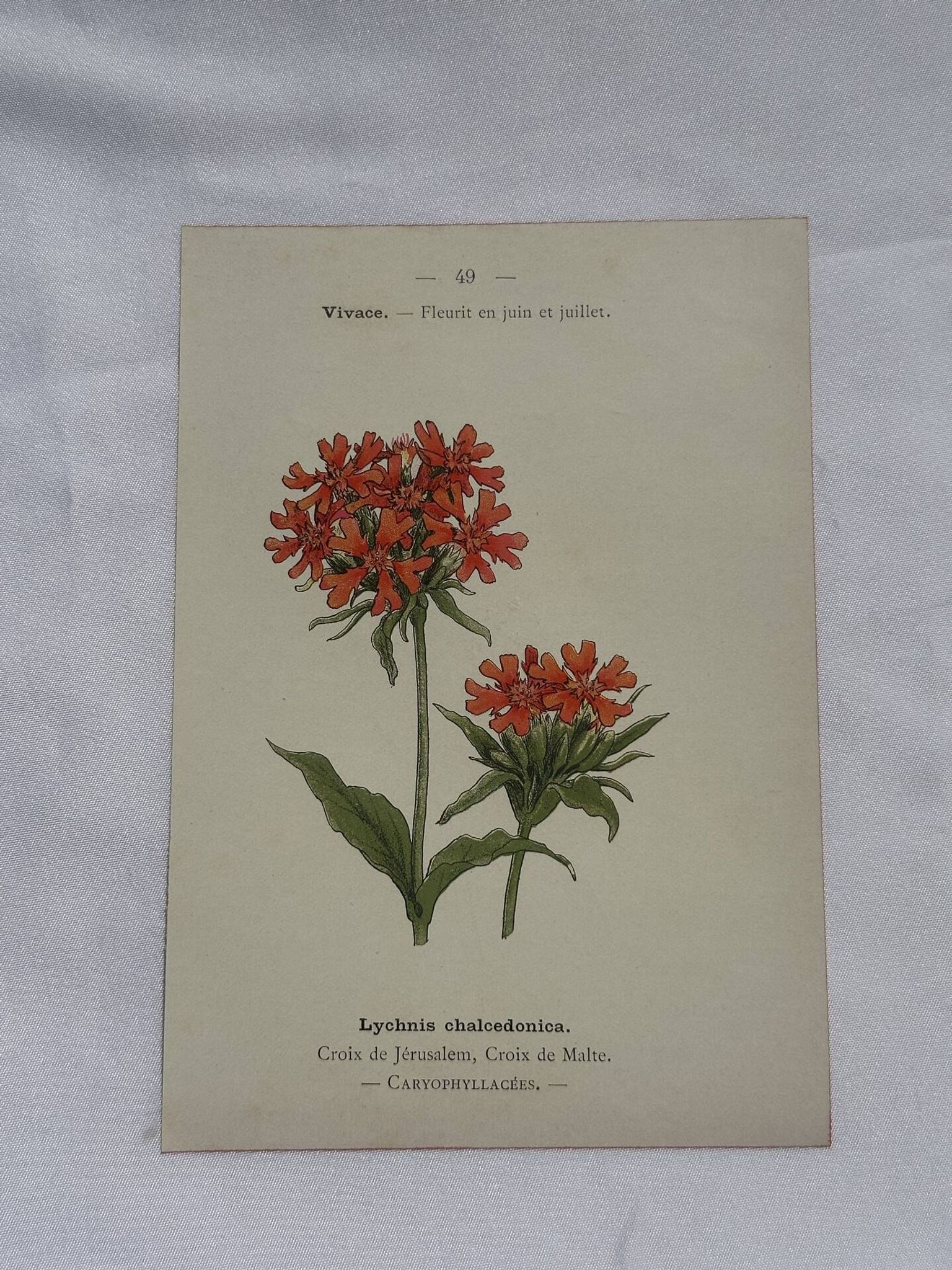 Planche botanique, gravure fleur 1800