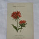 Botanical plate engraving flower 1800 double-sided coloured