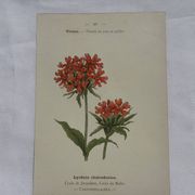 Planche botanique, gravure fleur 1800