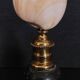 Cabinet of Curiosities codakia tigerina shell on base