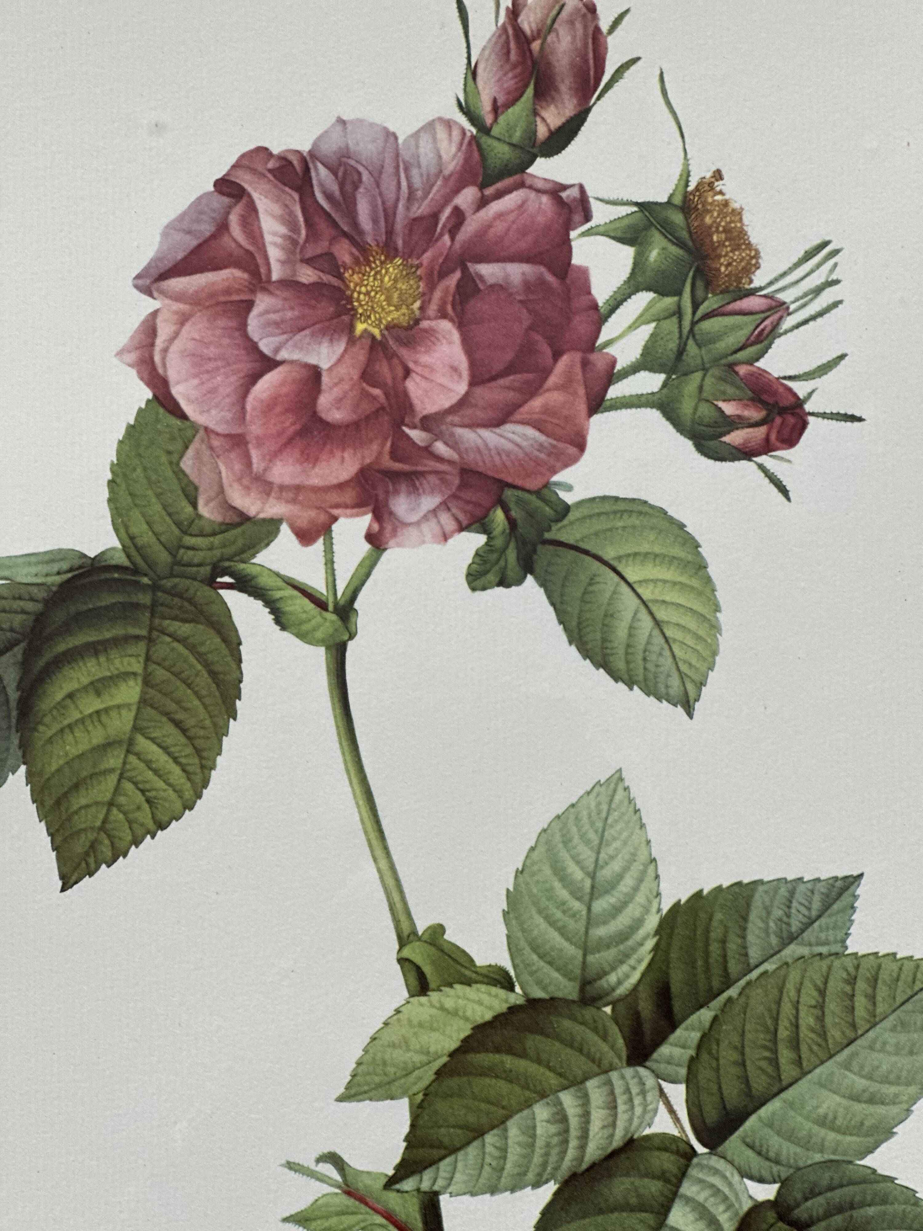 Vintage flower botanical frame