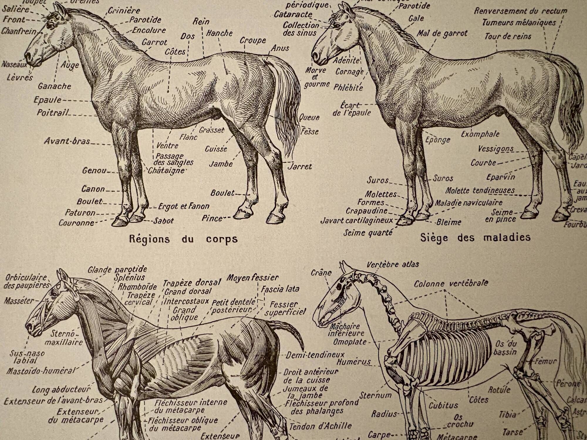 Lithograph on the anatomy of the horse - 1920
