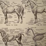 Lithograph on the anatomy of the horse - 1920
